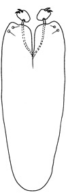 planiscapus